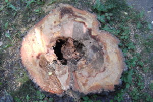 Stubben